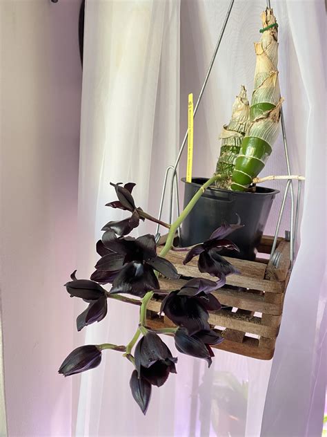 Monnierara Millenium Witchy Craft: A Sought-After Orchid for Collectors Worldwide